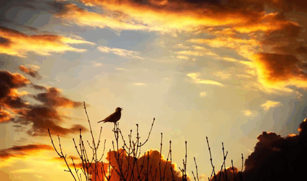 opt aboutcom coeus resources content migration mnn images 2016 04 bird chirps on treen sunset 311a7a5464054ceaa563fbfdacf0c58a